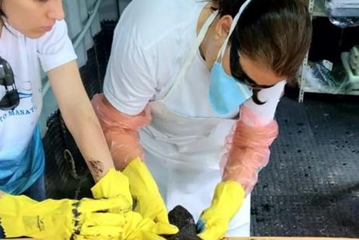 Biologists at a marine mammal rehabilitation center in Ceara State, Brazil, treating a turtle covered in oil
