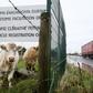 (FILES) In this file photo taken November 14, 2018, cows stands under a sign at a disused Irish border vehicle registration and customs office outside Dundalk, Ireland, near the border crossing with Northern Ireland; the issue of how to respect EU rule...
