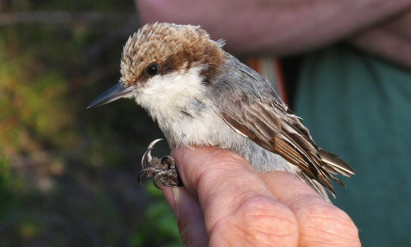 Birds' Top Danger? Humans