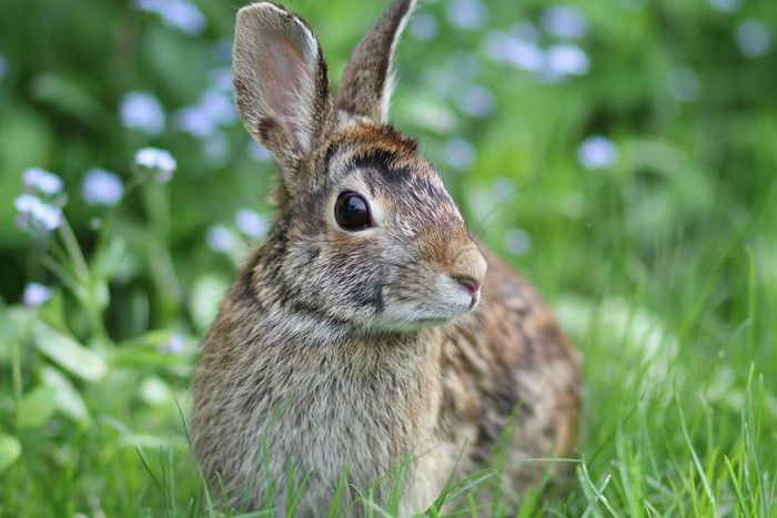 Female Orgasms Could Be Explained by Rabbits