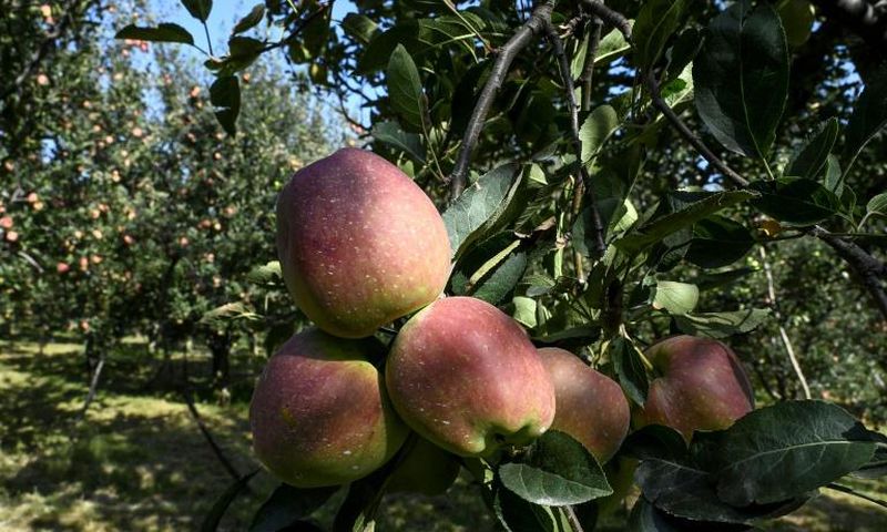 More than half of Kashmiris are engaged directly or indirectly in apple cultivation
