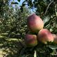 More than half of Kashmiris are engaged directly or indirectly in apple cultivation