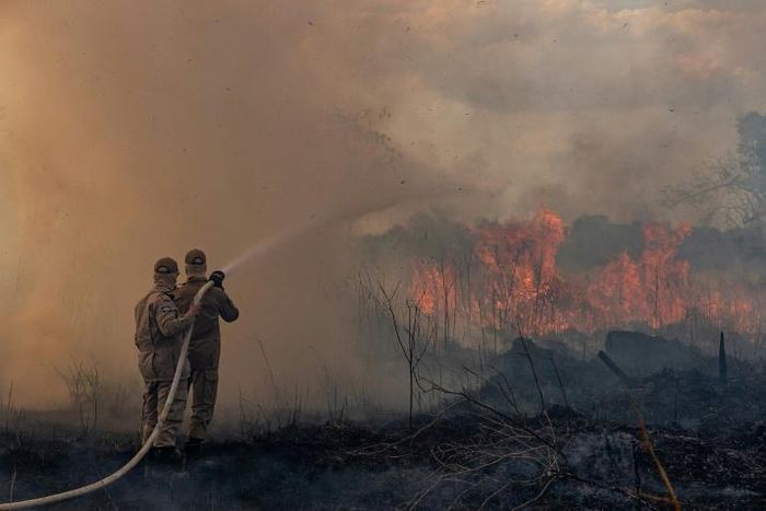Firefighters in the Brazilian Amazon basin state of Mato Grosso battle a forest blaze in the municipality of Sorriso