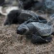 Abandoned fishing nets kill and injure more than 100,000 whales, dolphins, seals and turtles annually, according to UK-based charity World Animal Protection