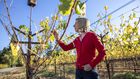 How Napa Winemakers Are Confronting Climate Change