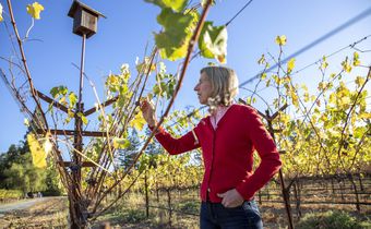How Napa Winemakers Are Confronting Climate Change