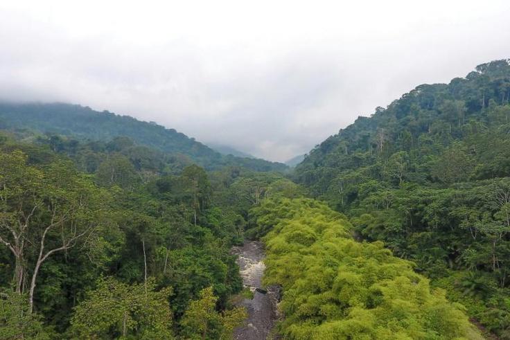Green Gabon: The small Central African country is a rare jewel -- 90 percent of its area is covered by forest