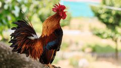 83-year-old man ordered to pay Ghs1,153 because his cock crows too early