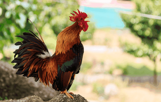 83-year-old man ordered to pay Ghs1,153 because his cock crows too early