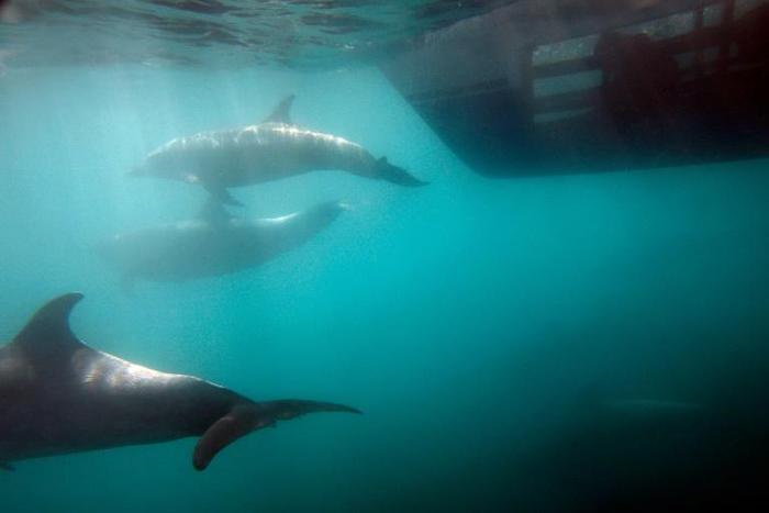 Dolphins were among several types of animals the US Central Intelligence Agency began training and testing for secret missions in the 1960s