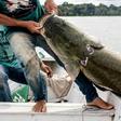 Fishermen land a pirarucu -- one of the world's biggest freshwater fish -- at the Amana Sustainable Development Reserve in Brazil's Amazonas state