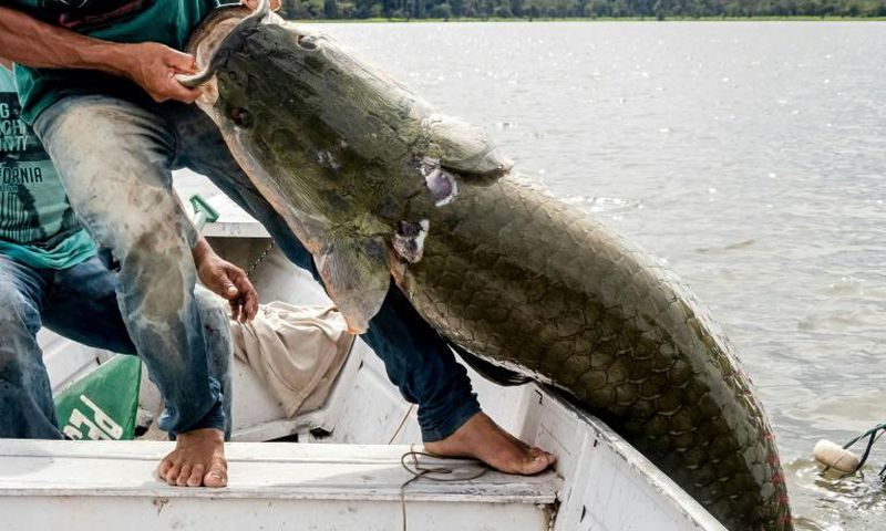 Fishermen land a pirarucu -- one of the world's biggest freshwater fish -- at the Amana Sustainable Development Reserve in Brazil's Amazonas state