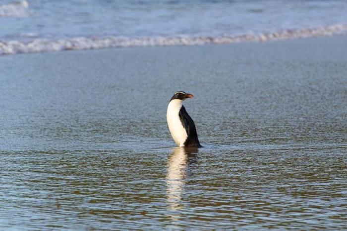 The bird was so underweight it had to be gradually reintroduced to food and the water