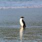 The bird was so underweight it had to be gradually reintroduced to food and the water