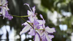 Seduced by Singapore's Charismatic Orchids