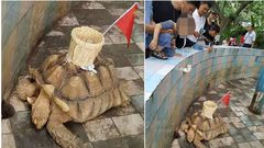 Zoo under fire for glueing basket to the back of tortoise for visitors to throw money into (video)