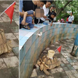 Zoo under fire for glueing basket to the back of tortoise for visitors to throw money into (video)