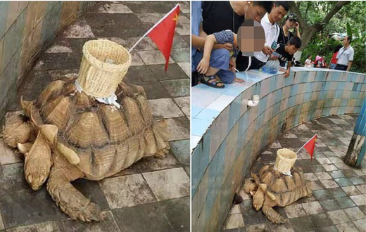 Zoo under fire for glueing basket to the back of tortoise for visitors to throw money into (video)