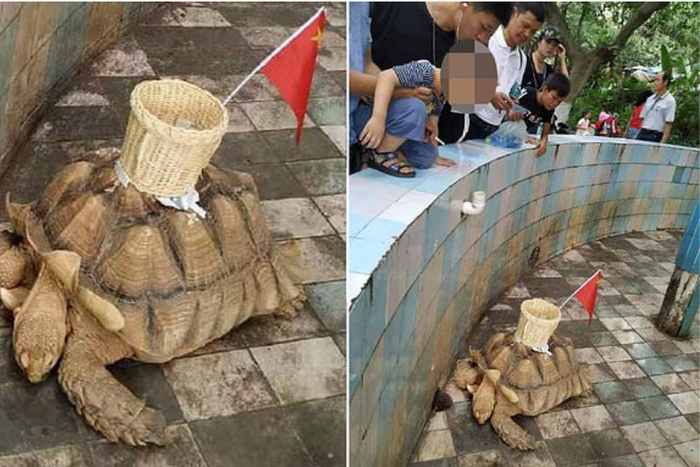 Zoo under fire for glueing basket to the back of tortoise for visitors to throw money into (video)
