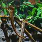 More tropical fish such as seahorse are appearing in warming European waters