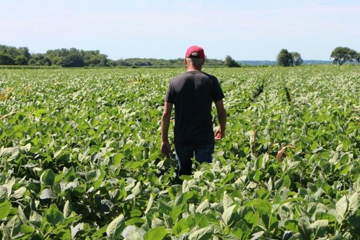 While US farmers like this one, pictured in a soybean field in the Midwestern state of Illinois, stand to gain from a tentative trade deal with China, many are waiting for more details