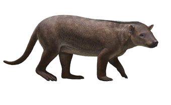 Colorado Fossils Show How Mammals Raced to Fill Dinosaurs' Void