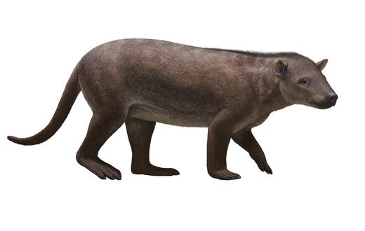 Colorado Fossils Show How Mammals Raced to Fill Dinosaurs' Void