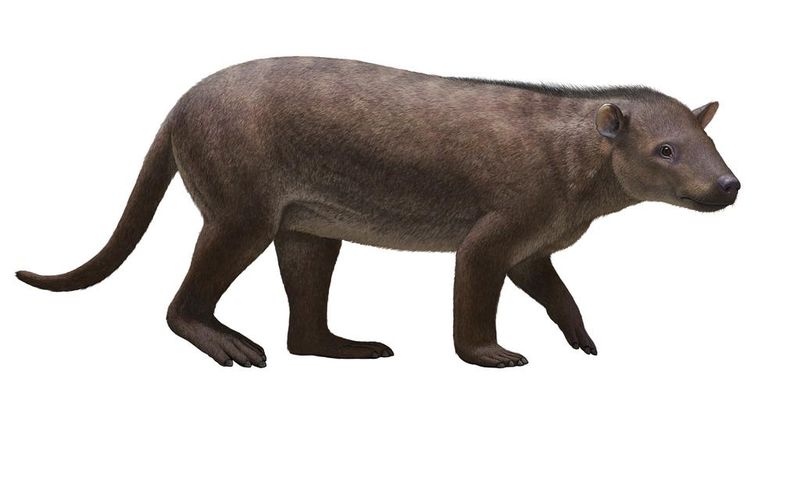 Colorado Fossils Show How Mammals Raced to Fill Dinosaurs' Void