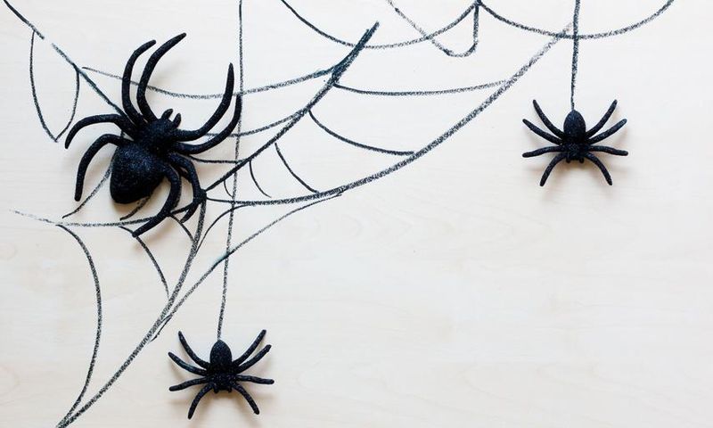 How To Get Rid Of Spiders, According To Experts