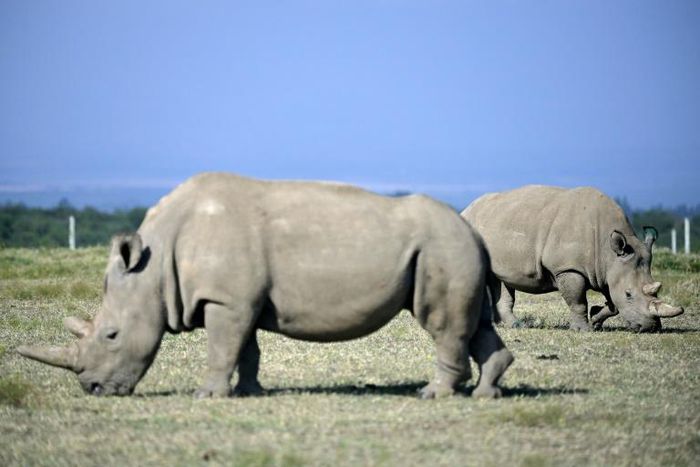 Fatu (R), 19, and her mother Najin, 30, are are the last of the subspecies of white rhino, and live under 24-hour armed guard