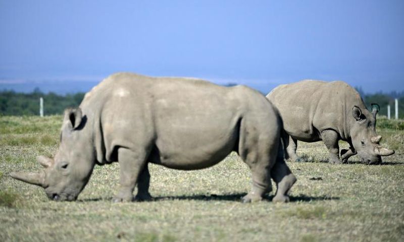 Fatu (R), 19, and her mother Najin, 30, are are the last of the subspecies of white rhino, and live under 24-hour armed guard