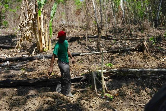 A farm workers walks through a drought-affected farm in Enfield, St Mary, Jamaica, where increasingly volatile weather patterns have taken a toll on agriculture