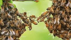 Italian beekeeping expert killed by Ghanaian bees