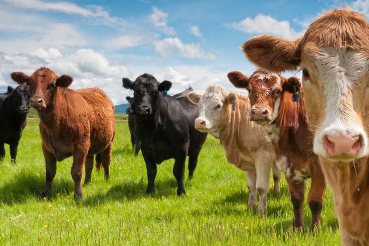 There Was a Huge Bull Semen Explosion in Australia