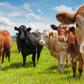 There Was a Huge Bull Semen Explosion in Australia