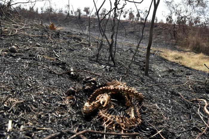 This snake could not escape the flames of a fire in the Otuquis National Park in eastern Bolivia
