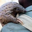 Around 100,000 pangolins are plucked from the wild each year in Africa and Asia, according to conservation group WildAid