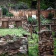 La ruinas de varias casas de Paracatu de Baixo, en el sudeste de Brasil, el 21 de octubre de 2019