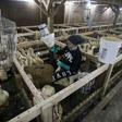 The Hudson Valley foie gras farm in Ferndale, New York