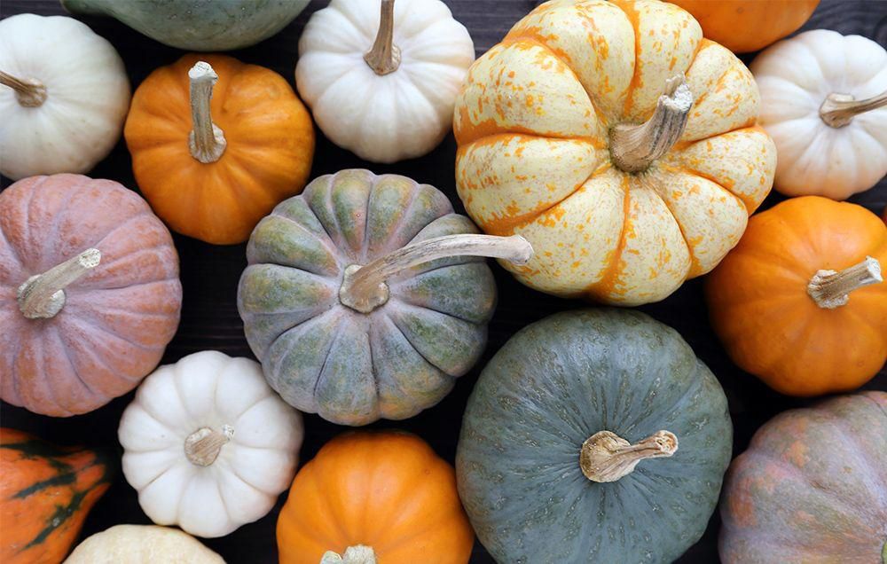 Pumpkin nutrition and cooking with pumpkins