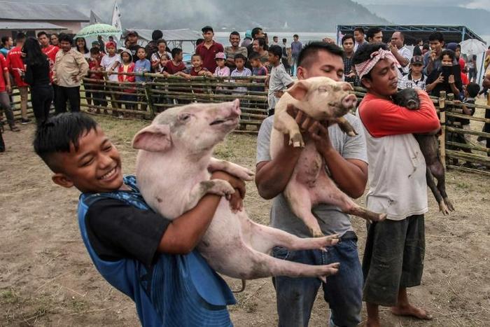Contestants in a pig-catching competition show off their prize in Muara, Indonesia