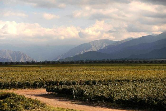 Malbec wine from the Mendoza region is exported worldwide but with the economic crisis many have switched to beer