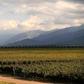 Malbec wine from the Mendoza region is exported worldwide but with the economic crisis many have switched to beer