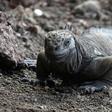 Iguanas are among the unique creatures inhabiting the Galapagos Islands whose existence is threatened by plastic waste