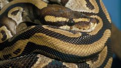 Snake