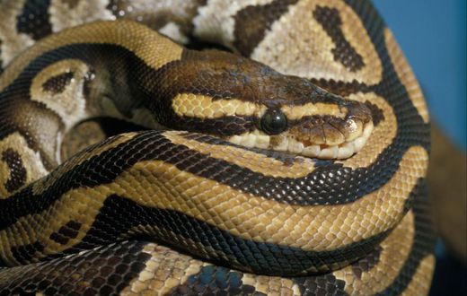 Snake