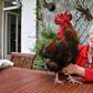 Corinne Fesseau with her rooster Maurice in the garden of her home in Saint-Pierre-d'Oleron, western France