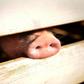 China's swine herd has tumbled about 40 percent since the disease broke out in the country more than a year ago