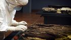 DNA Clues to an Ancient Canary Islands Voyage