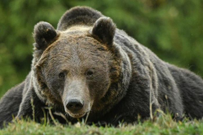 Romania has Europe's highest number of brown bears